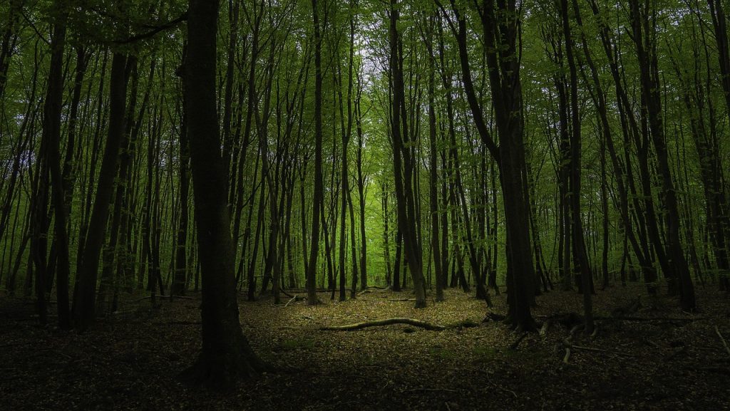 fontainebleau, france, forêt